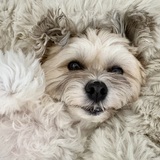 Entry image for Lucy