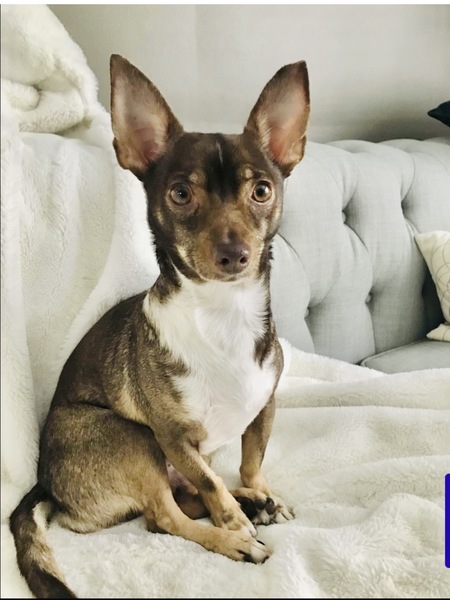 Entry image for Chachi. Clicking this image will show a larger photo