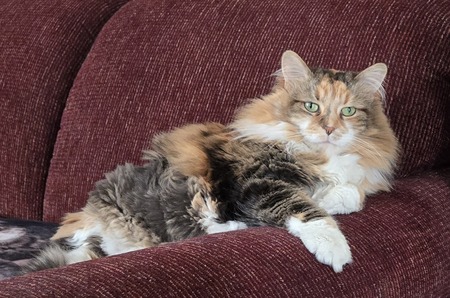 Entry image for Mica. Clicking this image will show a larger photo