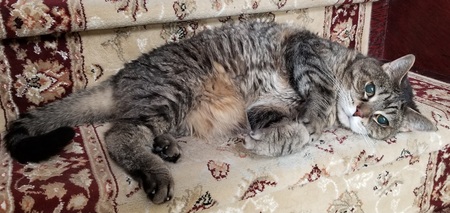 Entry image for Ralphie. Clicking this image will show a larger photo