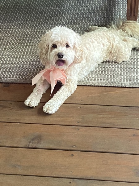 Entry image for Lucy. Clicking this image will show a larger photo