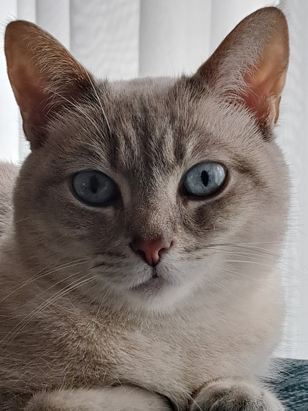 Entry image for Kalyna. Clicking this image will show a larger photo