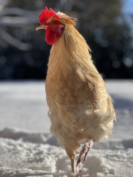 Entry image for Big Vib. Clicking this image will show a larger photo