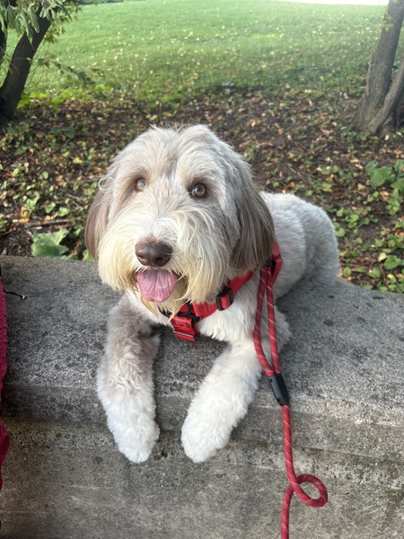 Entry image for Stella. Clicking this image will show a larger photo