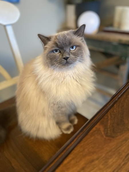 Entry image for Bindi . Clicking this image will show a larger photo