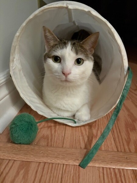 Entry image for Daisy. Clicking this image will show a larger photo