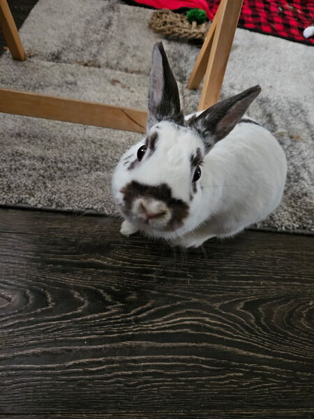 Entry image for Freckles. Clicking this image will show a larger photo