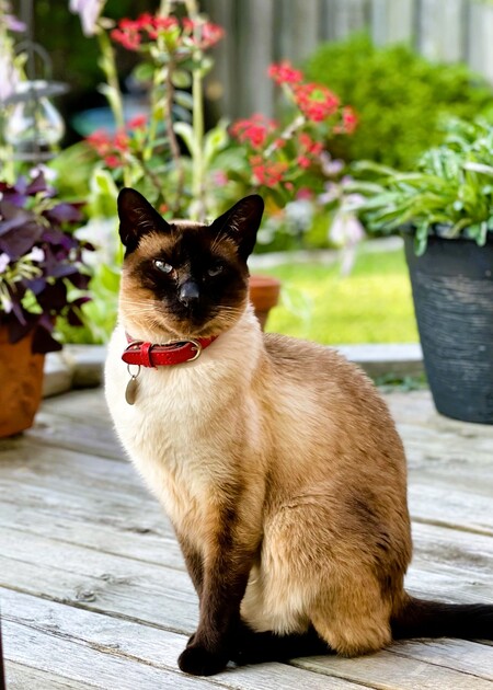 Entry image for Jack the Cat. Clicking this image will show a larger photo