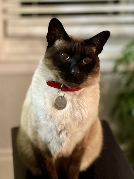 Entry image for Jack the Cat. Clicking this image will show a larger photo