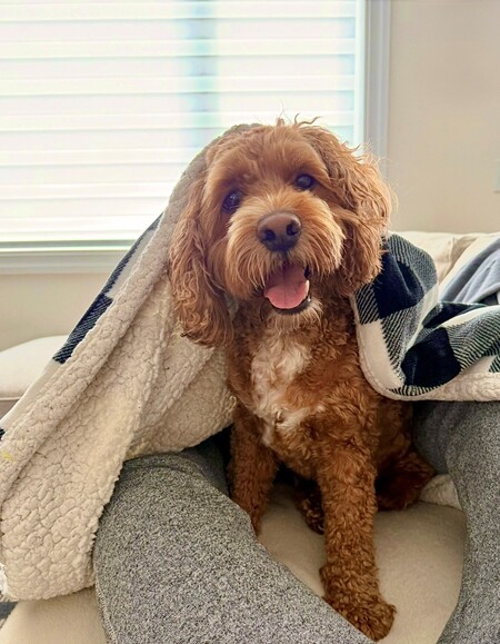 Entry image for Bailey. Clicking this image will show a larger photo