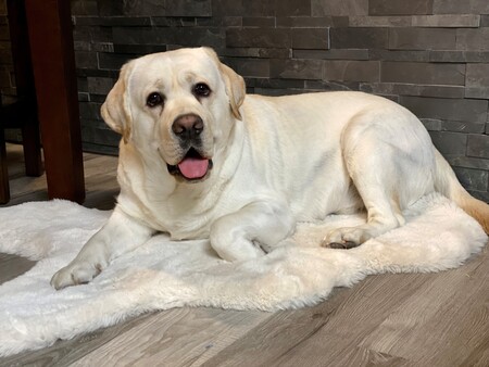 Entry image for Beau. Clicking this image will show a larger photo