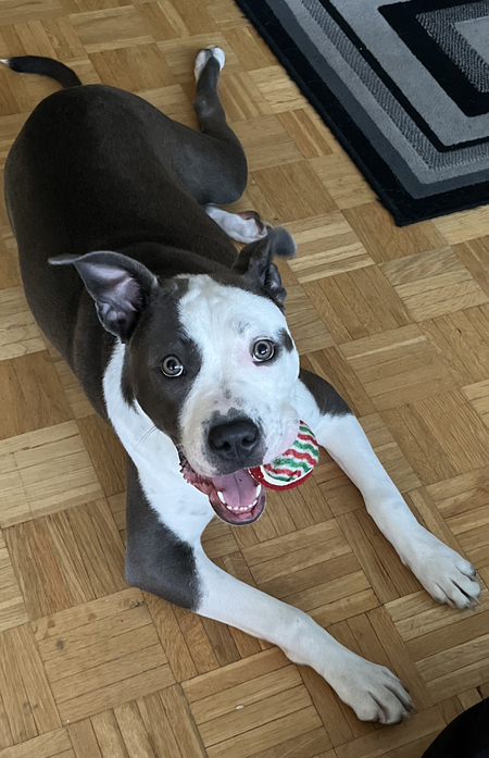 Entry image for Jada . Clicking this image will show a larger photo