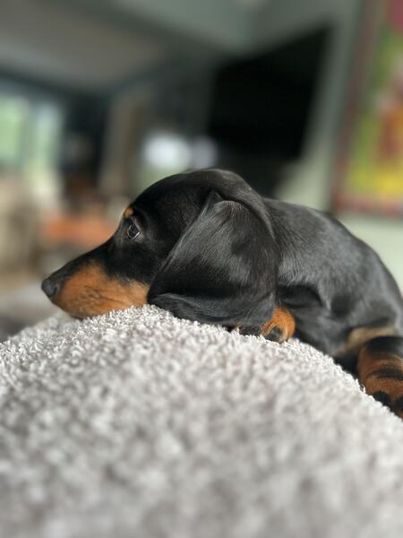 Entry image for Lottie.. Clicking this image will show a larger photo