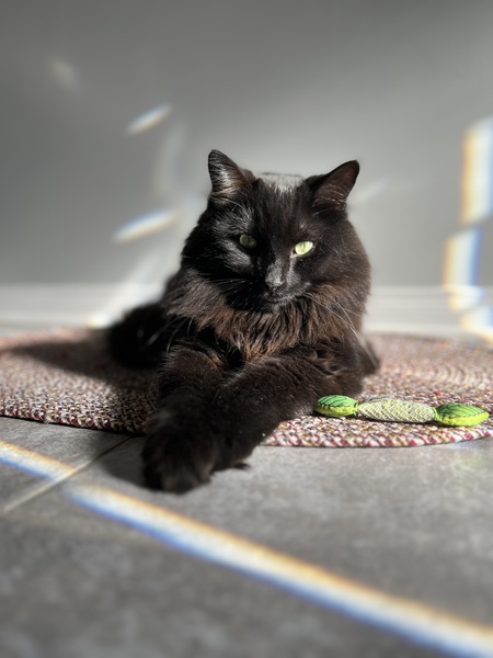 Entry image for Fluffy. Clicking this image will show a larger photo