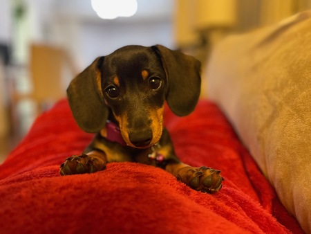 Entry image for Viggo. Clicking this image will show a larger photo