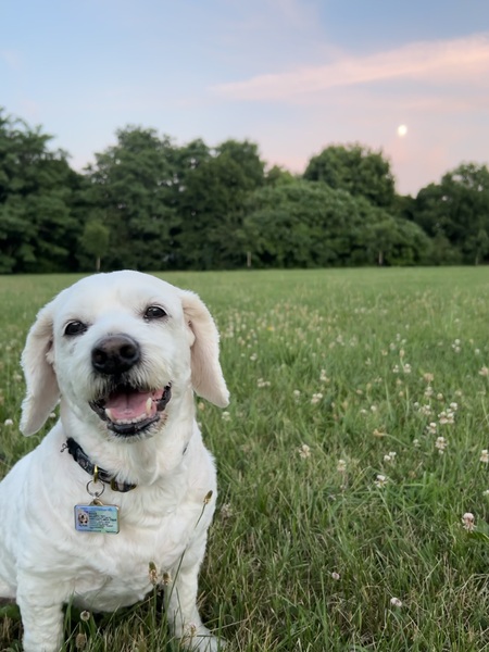 Entry image for Biggie. Clicking this image will show a larger photo