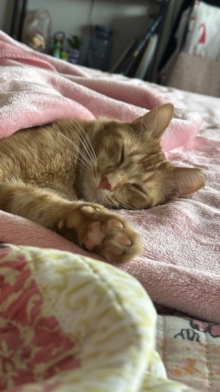 Entry image for Rune. Clicking this image will show a larger photo