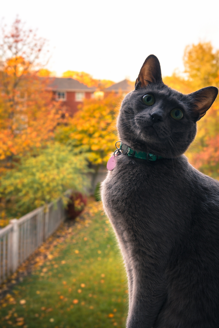 Entry image for Baloo bear. Clicking this image will show a larger photo