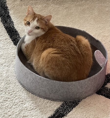 Entry image for GiGi. Clicking this image will show a larger photo