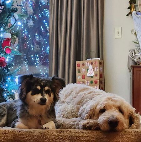 Entry image for Yoshi. Clicking this image will show a larger photo