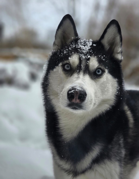 Entry image for Kingston . Clicking this image will show a larger photo