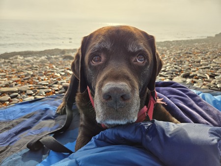 Entry image for Wilson. Clicking this image will show a larger photo