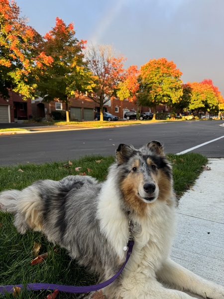 Entry image for Lyla. Clicking this image will show a larger photo