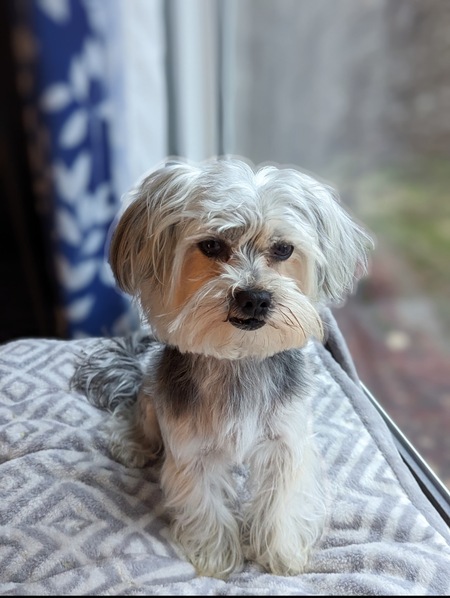 Entry image for Simba. Clicking this image will show a larger photo