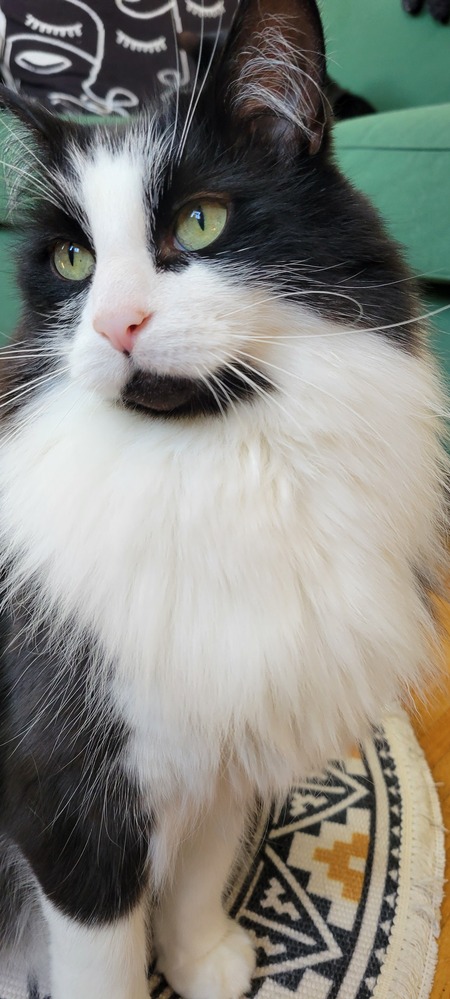 Entry image for Oskar . Clicking this image will show a larger photo