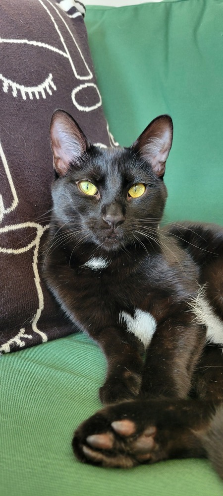 Entry image for Bogart . Clicking this image will show a larger photo