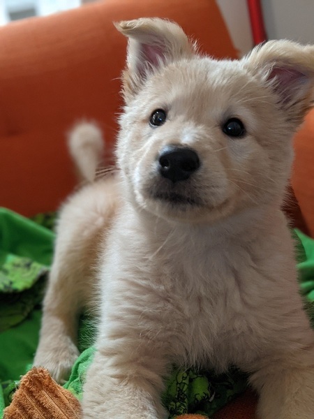 Entry image for Effie. Clicking this image will show a larger photo