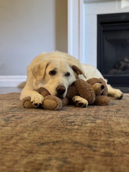 Entry image for Mavis. Clicking this image will show a larger photo