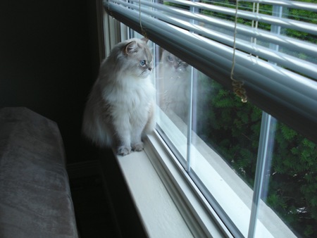 Entry image for Buddy Blue Eyes. Clicking this image will show a larger photo