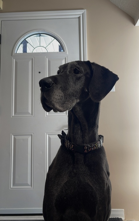 Entry image for Mango. Clicking this image will show a larger photo