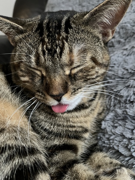 Entry image for Bean. Clicking this image will show a larger photo