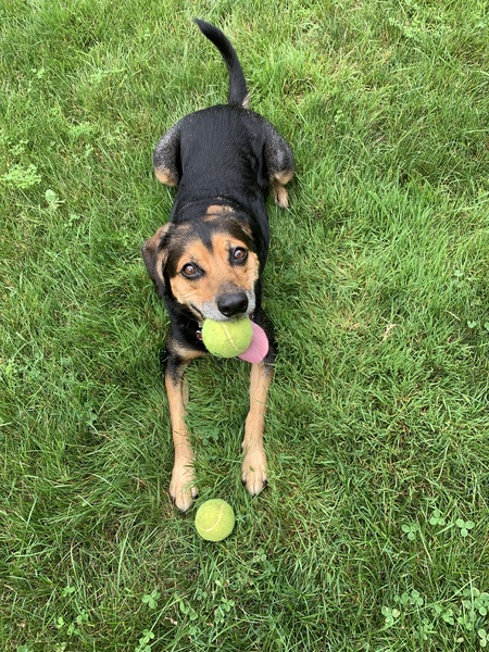 Entry image for Bailey. Clicking this image will show a larger photo