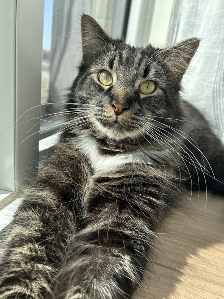 Entry image for Leo. Clicking this image will show a larger photo