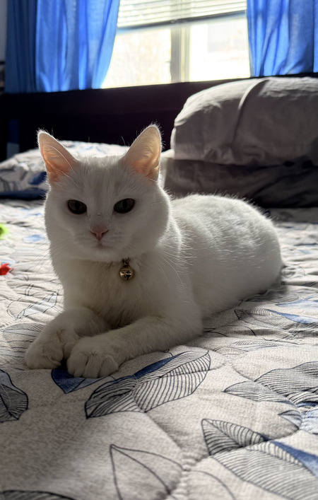 Entry image for Pearl. Clicking this image will show a larger photo