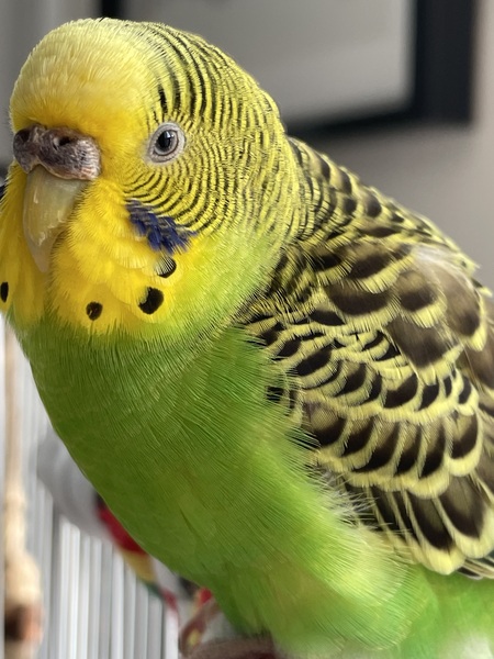 Entry image for Rosemary. Clicking this image will show a larger photo