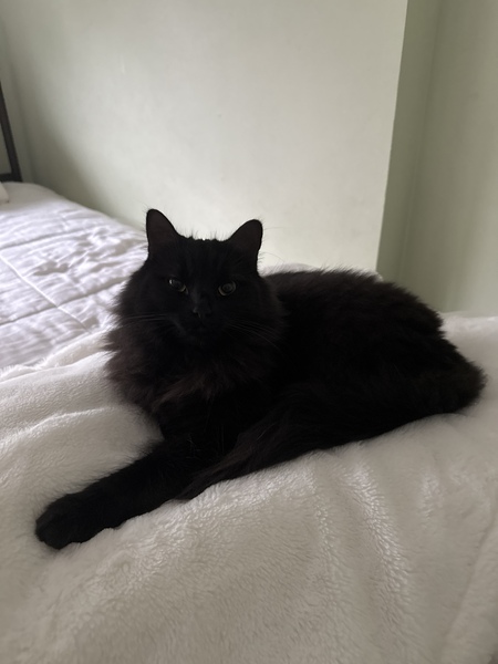 Entry image for Ivy. Clicking this image will show a larger photo