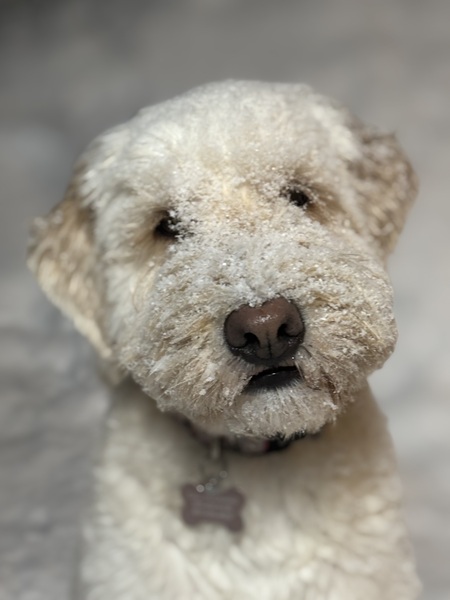 Entry image for Millie. Clicking this image will show a larger photo