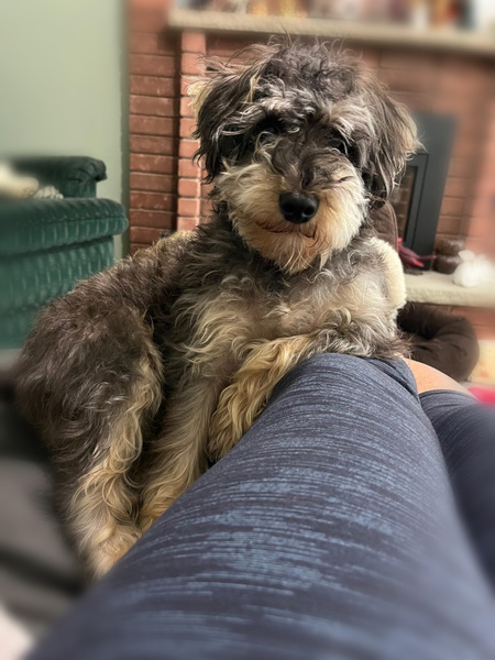 Entry image for Henry . Clicking this image will show a larger photo