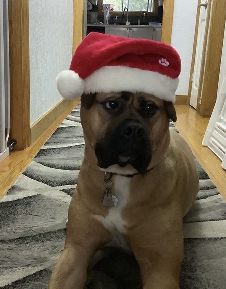 Entry image for Gus. Clicking this image will show a larger photo