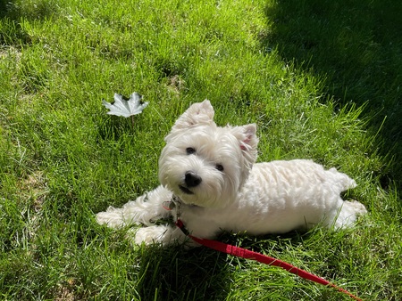 Entry image for Piper. Clicking this image will show a larger photo