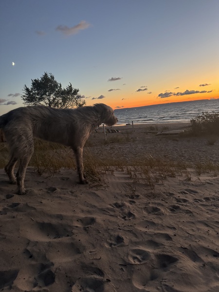 Entry image for Doyle. Clicking this image will show a larger photo