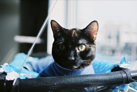 Entry image for Nalu. Clicking this image will show a larger photo