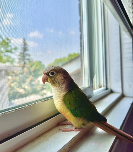 Entry image for Baby. Clicking this image will show a larger photo