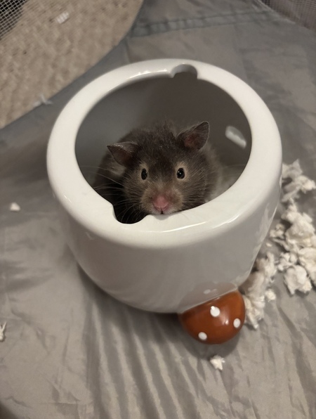 Entry image for Teddy. Clicking this image will show a larger photo