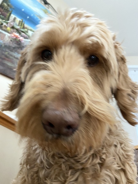 Entry image for Winston. Clicking this image will show a larger photo