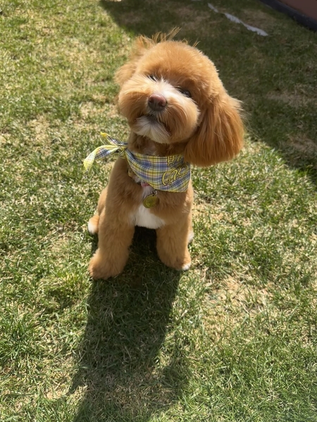 Entry image for Mochi. Clicking this image will show a larger photo